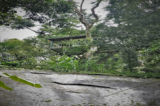42++ Pine tree munnar goibibo